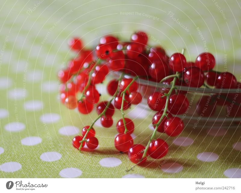 noch ein paar... Lebensmittel Frucht Johannisbeeren Ernährung Bioprodukte Vegetarische Ernährung Schalen & Schüsseln Glas Kunststoff liegen ästhetisch einfach