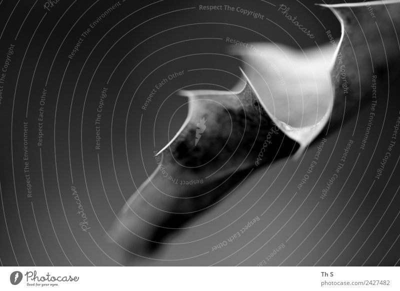 Blatt Natur Pflanze Frühling Sommer Herbst Winter Blühend verblüht ästhetisch authentisch einfach elegant natürlich Spitze grau schwarz weiß Gelassenheit