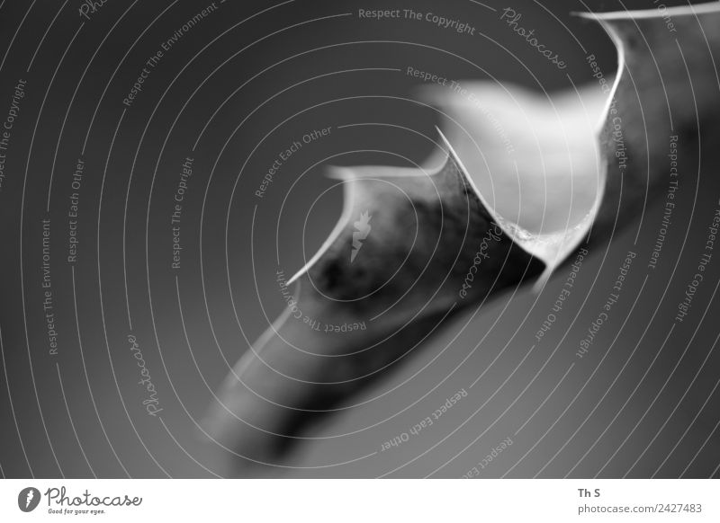Blatt Natur Pflanze Frühling Sommer Herbst Winter ästhetisch authentisch einfach elegant natürlich Spitze grau schwarz weiß Gelassenheit geduldig ruhig