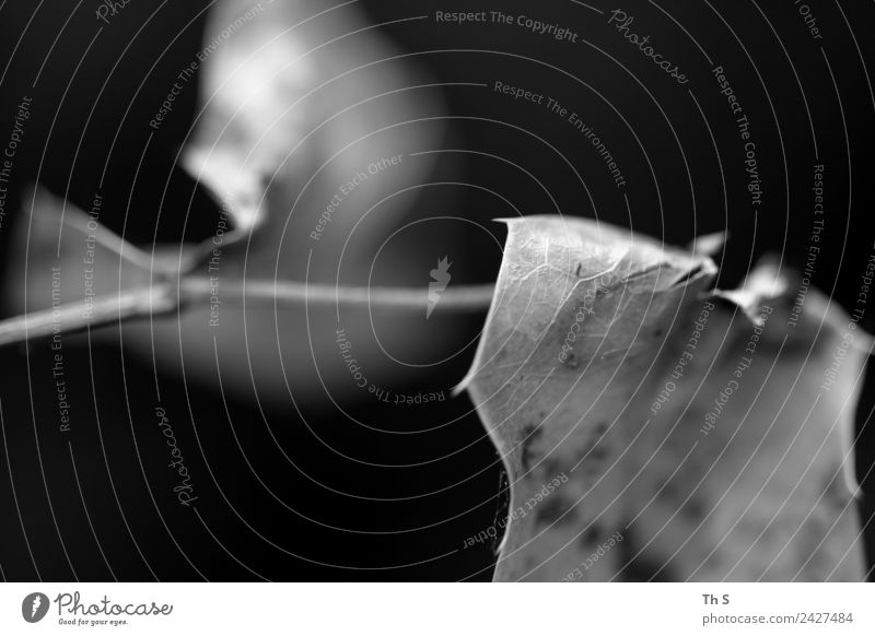 Blatt Natur Pflanze Frühling Sommer Herbst Winter Blühend verblüht ästhetisch authentisch einfach elegant natürlich grau schwarz weiß Gelassenheit geduldig