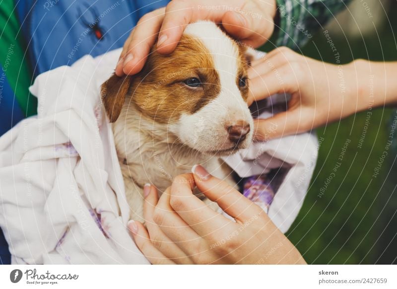 einen nassen Welpen nach einem Bad in ein Handtuch gewickelt nach Hause bringen. Freizeit & Hobby Umwelt Natur Landschaft Tier Haustier Hund 1 Tierjunges