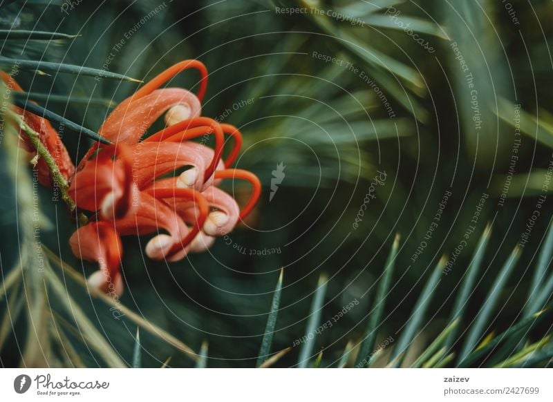 Rote Grevillea-Blüten mit grünem Blatthintergrund exotisch schön Sommer Garten Natur Pflanze Blume Park hell lustig natürlich wild rosa rot Farbe grevillea