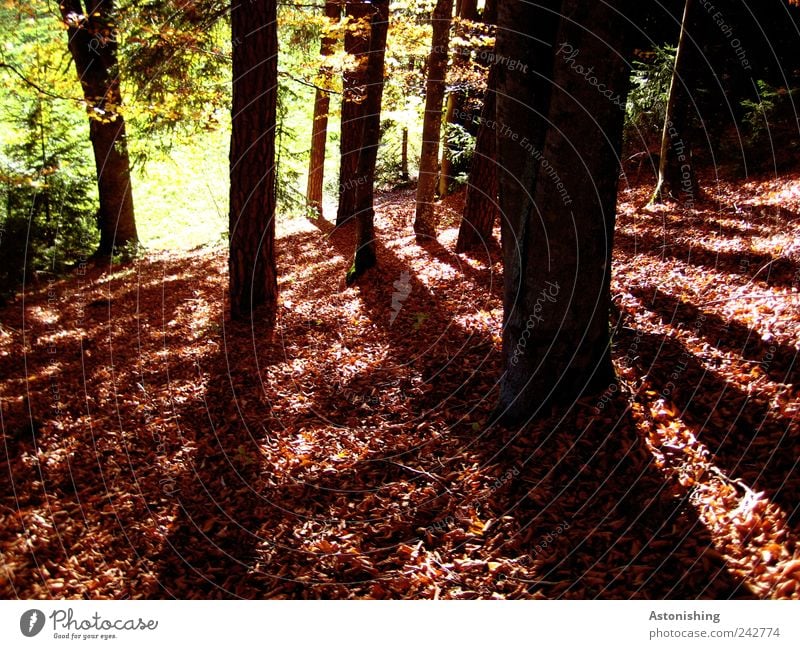 am roten Boden Umwelt Natur Landschaft Pflanze Erde Herbst Wetter Schönes Wetter Baum Gras Grünpflanze Wiese Wald stehen hoch braun grün schwarz Waldboden