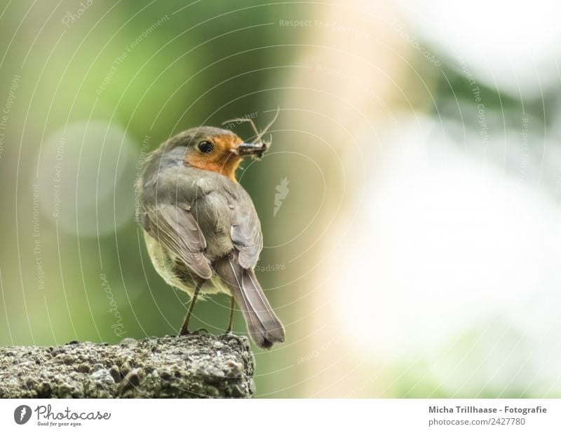 Rotkehlchen mit Insekten im Schnabel Umwelt Natur Tier Sonne Sonnenlicht Schönes Wetter Wildtier Vogel Tiergesicht Flügel Krallen Auge Feder 1 Stein beobachten