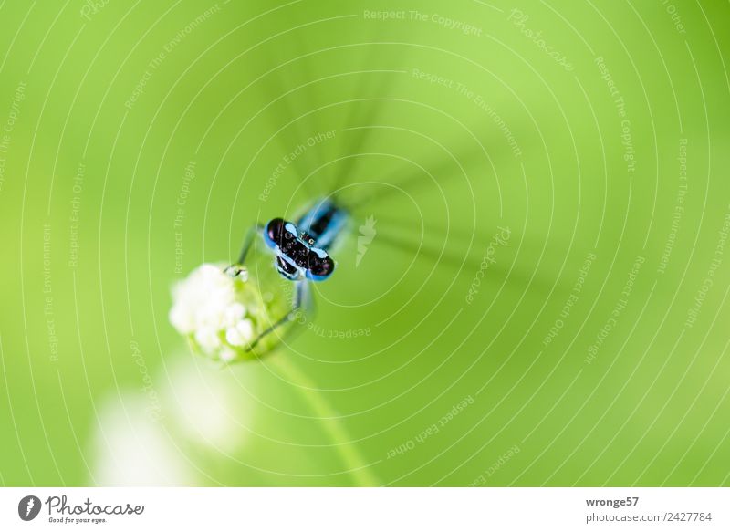 Libelle sitzt auf einer Blüte II Natur Tier Garten Park Wiese Feld Wildtier 1 klein natürlich blau grün schwarz weiß Insekt Rastplatz ausruhend beobachten Pause