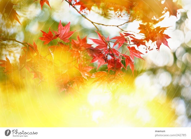 Sonnenflecken Natur Frühling Herbst Blume Blatt Ahorn Ahornblatt Ahornzweig Ast glänzend leuchten authentisch fantastisch natürlich schön gelb rot Farbfoto