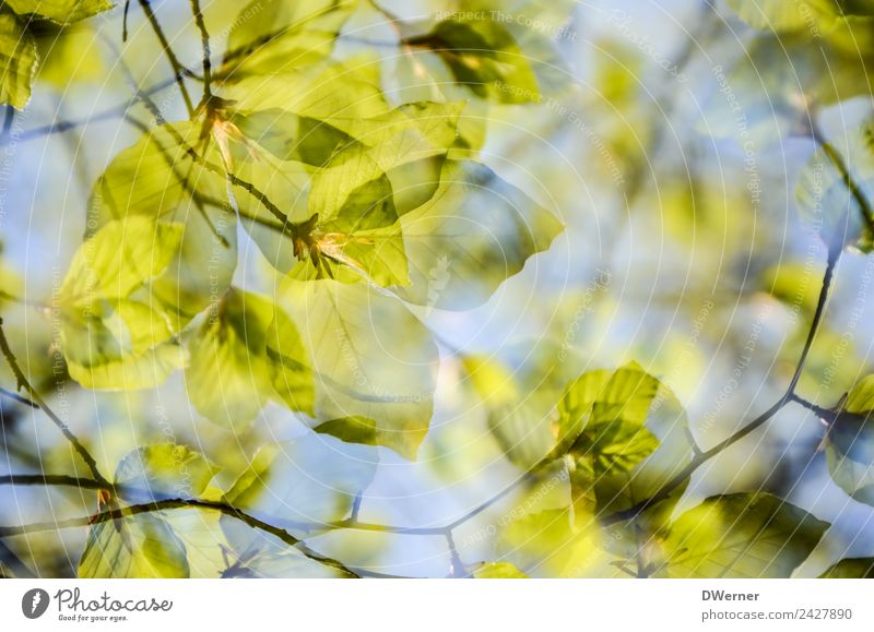 Wald im Frühling Umwelt Natur Pflanze Himmel Schönes Wetter Baum Sträucher Blatt Grünpflanze Wachstum blau grün durchsichtig Farbfoto Gedeckte Farben