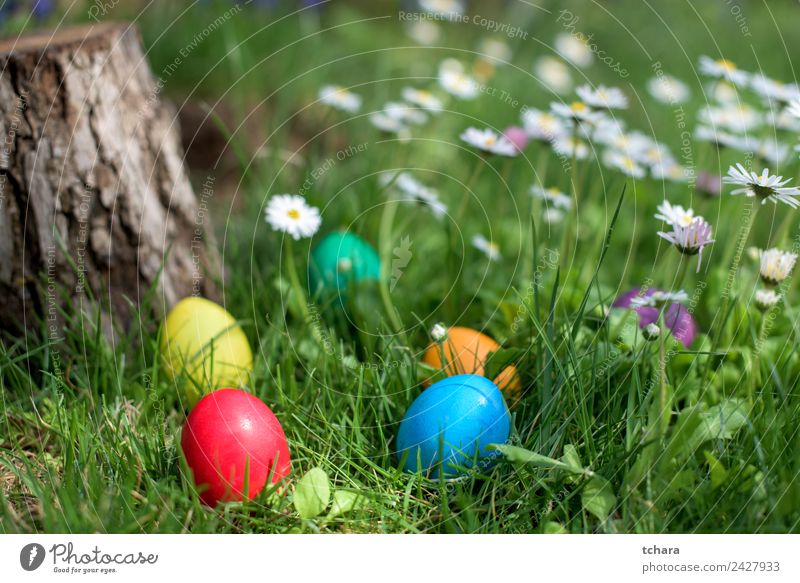 Osterjagd Freude Glück Spielen Jagd Garten Dekoration & Verzierung Feste & Feiern Ostern Hand Natur Baum Blume Gras Park Wiese frisch blau grün weiß