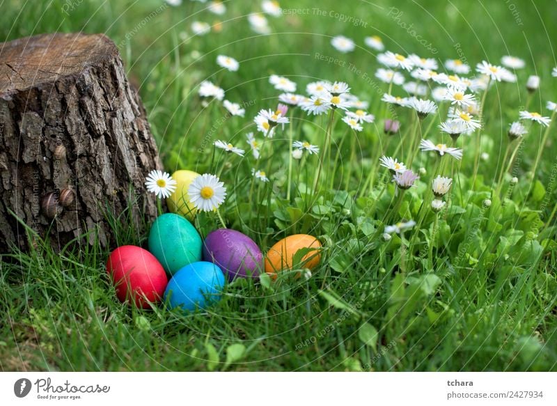 Ostereier im Garten Freude Glück Spielen Jagd Dekoration & Verzierung Feste & Feiern Ostern Hand Natur Baum Blume Gras Park Wiese frisch blau grün weiß