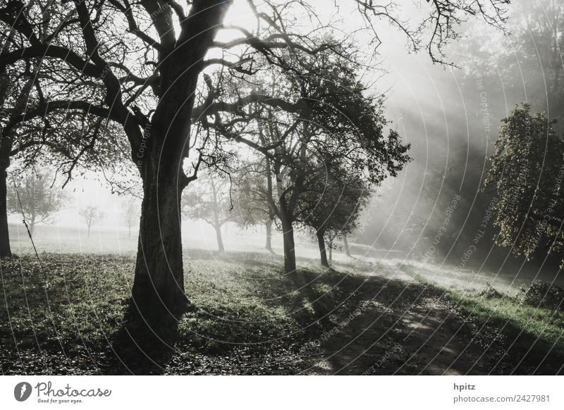 Licht kommt von links wandern Landwirtschaft Forstwirtschaft Umwelt Natur Landschaft Herbst Nebel leuchten Stimmung Romantik ruhig Hoffnung Gedeckte Farben