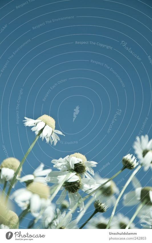 Das Blaue vom Himmel Umwelt Natur Pflanze Wolkenloser Himmel Sommer Schönes Wetter Blume Blüte Nutzpflanze Wildpflanze Kamille Kamillenblüten Garten Wiese