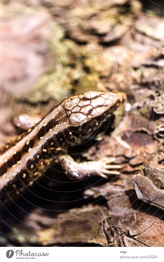 Eidechse Echte Eidechsen Tier Natur Makroaufnahme