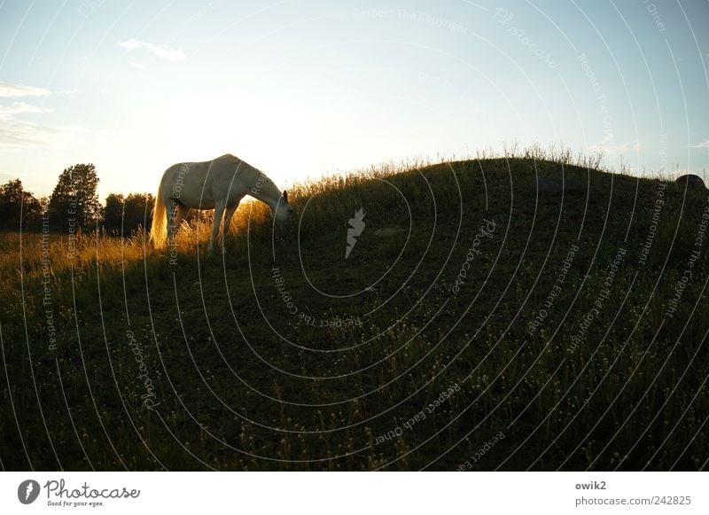 Dinner for one Pferd Umwelt Natur Landschaft Pflanze Tier Wolkenloser Himmel Horizont Klima Schönes Wetter Baum Gras Sträucher Wiese Hügel Schonen 1 Erholung