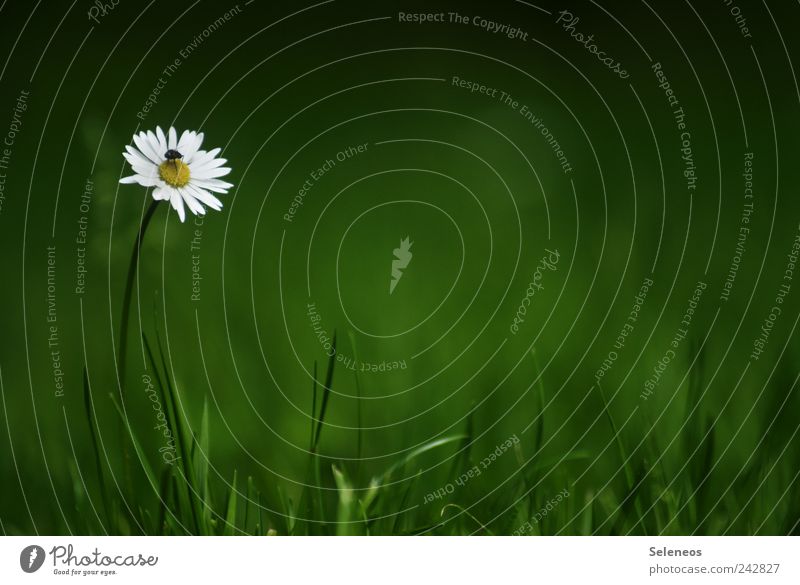 Gänseblümchen Ferien & Urlaub & Reisen Ausflug Freiheit Sommer Sommerurlaub Umwelt Natur Landschaft Pflanze Frühling Klima Wetter Schönes Wetter Gras Blüte