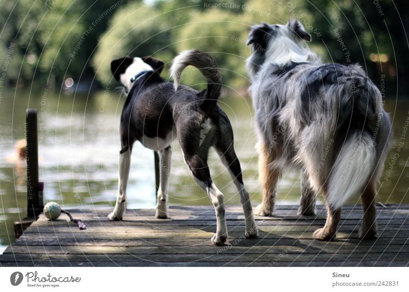 Landeier Sommer Schwimmen & Baden Natur Wasser Schönes Wetter Seeufer Brandenburg an der Havel Hund 2 Tier beobachten stehen warten Zusammensein Neugier