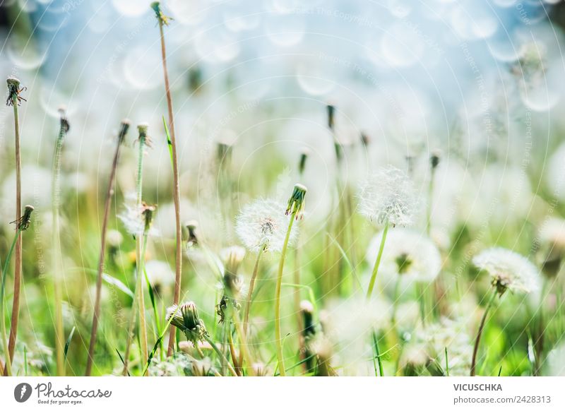 Löwenzahn, Himmel und Bokeh Design Sommer Garten Natur Pflanze Frühling Blume Gras Wiese Feld gelb Hintergrundbild Unschärfe Makroaufnahme Farbfoto Nahaufnahme