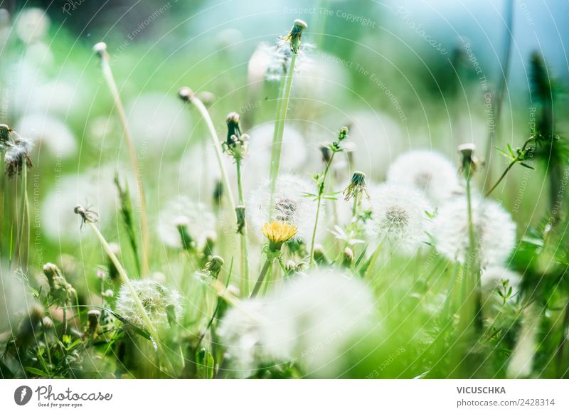 Natur Hintergrund mit wilden Gräsern und Löwenzahn Blumen Design Leben Sommer Landschaft Pflanze Sonnenlicht Schönes Wetter Wildpflanze Garten Park Wiese gelb