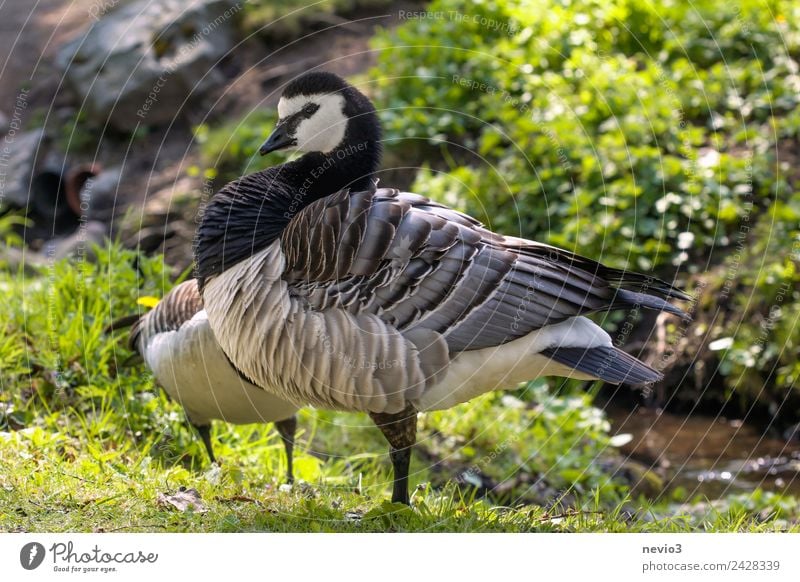 Schwedische Ringelgans (Branta bernicla) Natur Tier Flussufer Haustier Nutztier Wildtier Vogel Flügel Zoo Streichelzoo 1 Blick Aggression grün schwarz weiß