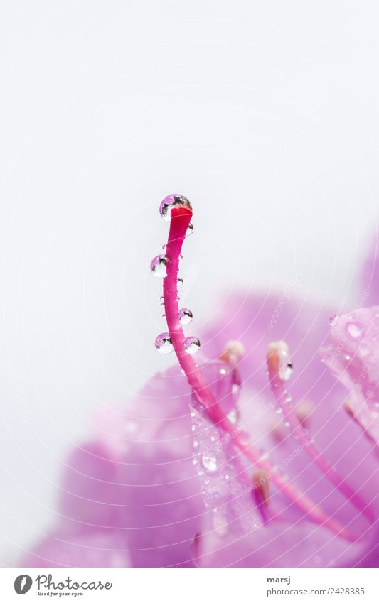 Tröpfchenstempel Leben Pflanze Wassertropfen Frühling Blüte Stempel Rhododendron kugelrund Blühend leuchten ästhetisch dünn elegant glänzend nass natürlich rosa