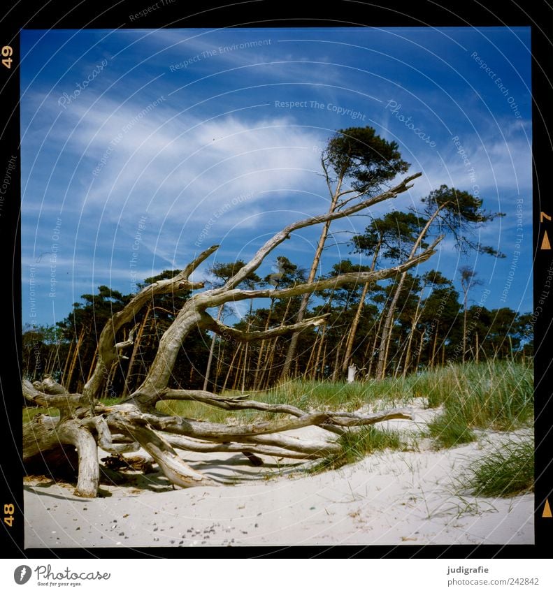 Weststrand Umwelt Natur Landschaft Klima Wind Sturm Pflanze Baum Wald Küste Strand Ostsee Meer Darß dehydrieren Wachstum natürlich wild Vergänglichkeit