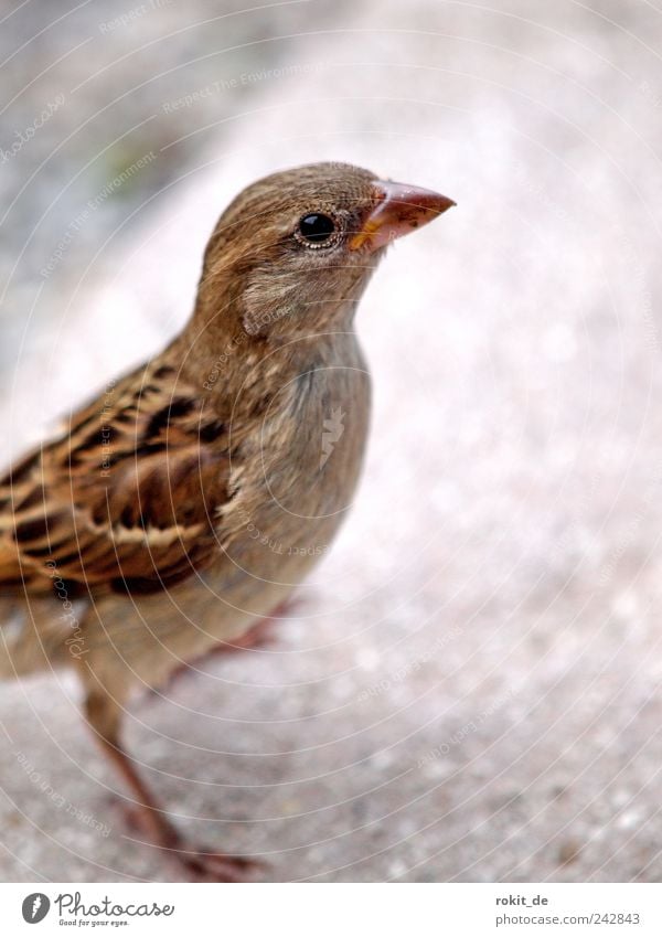 Frecher Piepmatz Tier Vogel Spatz 1 entdecken fallen fliegen Blick Neugier unten braun Tapferkeit Willensstärke Tatkraft Tierliebe Appetit & Hunger Durst