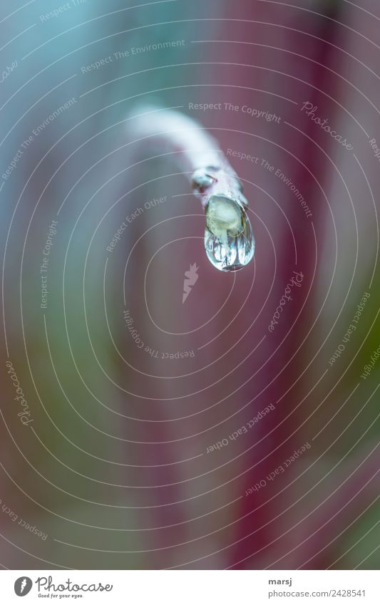 Trüber Tag heute Natur Wassertropfen schlechtes Wetter Ast Tropfen hängen dünn authentisch nass natürlich Traurigkeit Sorge Unlust Einsamkeit Erschöpfung rein