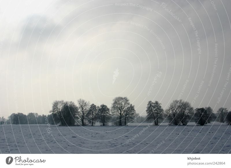 Sonne vs Hochnebel Natur Landschaft Himmel Wolken Winter schlechtes Wetter Nebel Eis Frost Schnee Baum Feld kalt grau Wolkendecke Farbfoto Gedeckte Farben