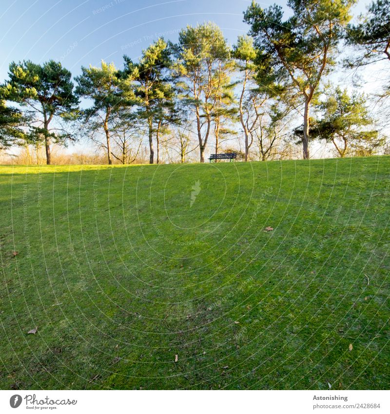 Bank Umwelt Natur Landschaft Pflanze Luft Himmel Wolkenloser Himmel Wetter Schönes Wetter Baum Gras Sträucher Park Hügel Bonn hell blau gelb grün Erholung