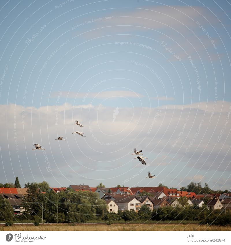 störche Natur Landschaft Himmel Sommer Pflanze Baum Gras Sträucher Grünpflanze Feld Dorf Haus Dach Tier Wildtier Vogel Storch Tiergruppe Rudel fliegen natürlich