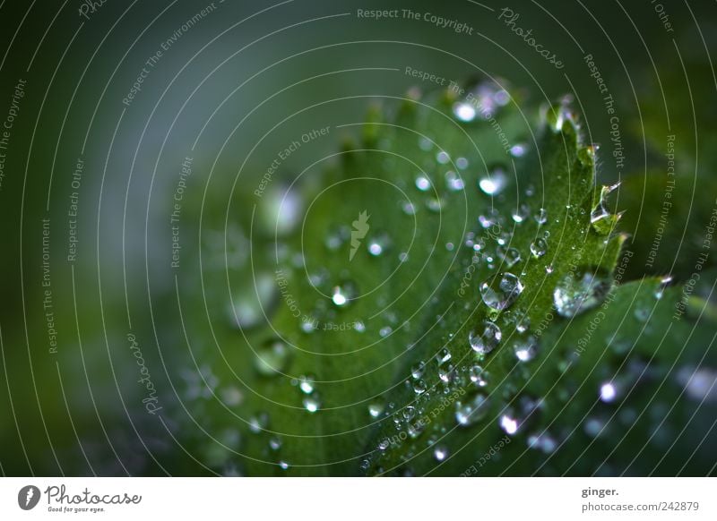 Was vom Sommer übrig blieb Umwelt Natur Pflanze Wasser Wassertropfen Regen Blatt Grünpflanze Garten grün silber hydrophob Frauenmantelblatt nass kalt Unschärfe