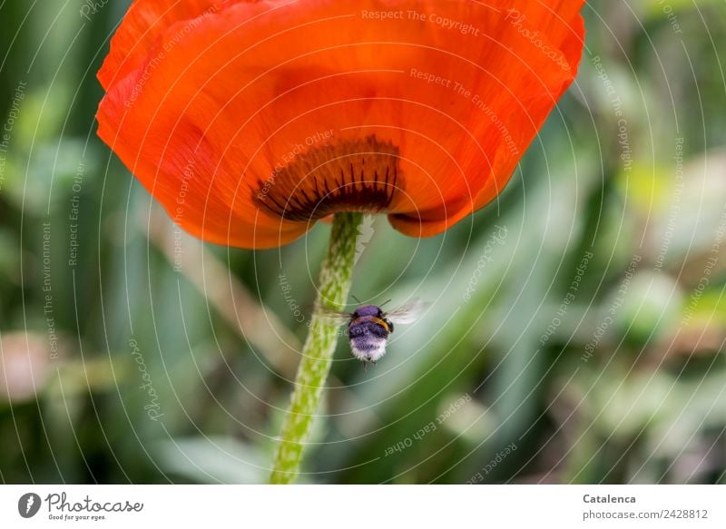 Bummelflug, Hummel und Mohn Natur Pflanze Tier Frühling Blume Blüte Blütenblatt Garten Insekt 1 Blühend fliegen authentisch Duft schön grün orange rot schwarz