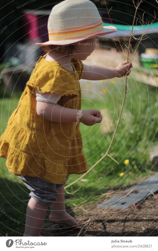 Mädchen Kleinkind Sonnenhut Kleid Garten Ast Barfuss feminin 1 Mensch 1-3 Jahre Sommer Schönes Wetter Wärme Pflanze Blume Wiese Hut blond kurzhaarig beobachten