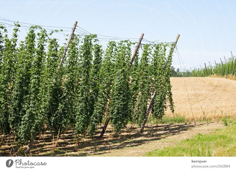 Bierzutaten Natur Landschaft Pflanze Erde Himmel Wolkenloser Himmel Sonnenlicht Schönes Wetter Feld Hügel Leben Hopfen Hallertau Holledau Hopfengarten Weizen