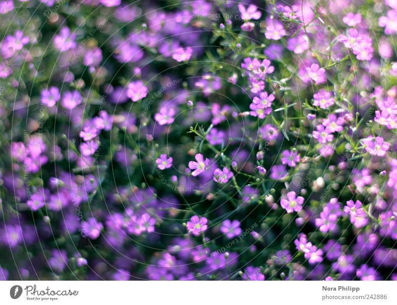 baby's breath Leben harmonisch Wohlgefühl Duft Sommer Umwelt Natur Pflanze Sonnenlicht Blume Sträucher Blatt Blüte Topfpflanze Schleierkraut Garten Park Blühend