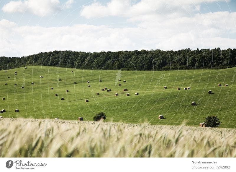 Schichten Getreide Ernährung Bioprodukte Sinnesorgane wandern Arbeitsplatz Landwirtschaft Forstwirtschaft Natur Landschaft Pflanze Himmel Sommer Klima Wetter