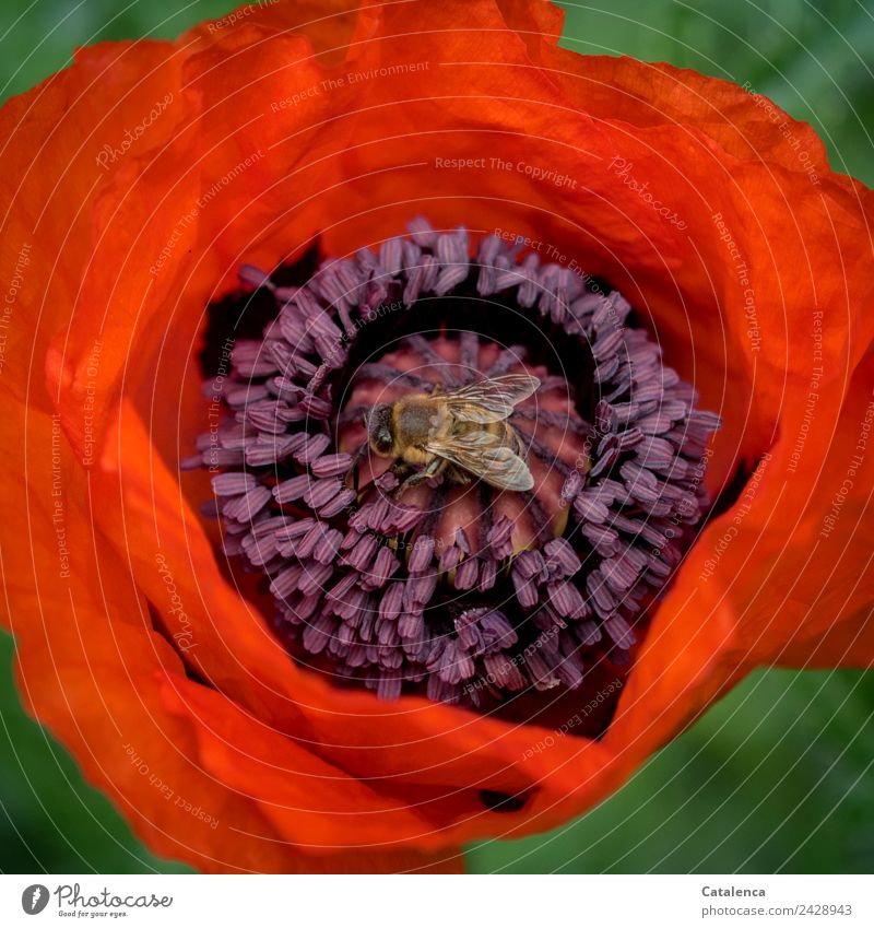 Honigbiene auf Mohnblüte Natur Pflanze Tier Frühling Blume Blüte Pollen Garten Biene 1 braun grün violett orange achtsam Leben Design Farbe Überleben Umwelt