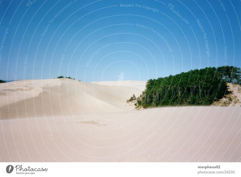 Wüste Strand Wald Sand Sandlandschaft Wind Stranddüne