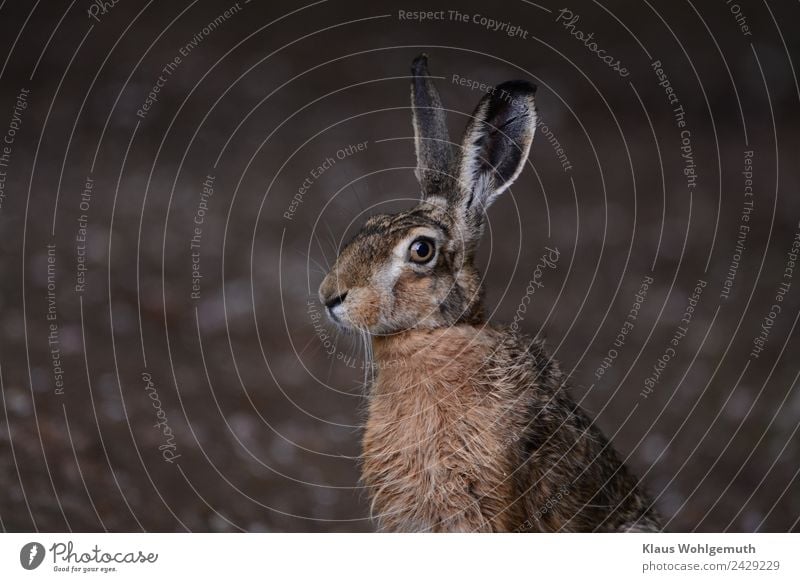 Meister Lampe Umwelt Natur Frühling Sommer Feld Wald Tier Wildtier Tiergesicht Fell Hase & Kaninchen 1 beobachten hören Blick sitzen braun grau Hasenohren