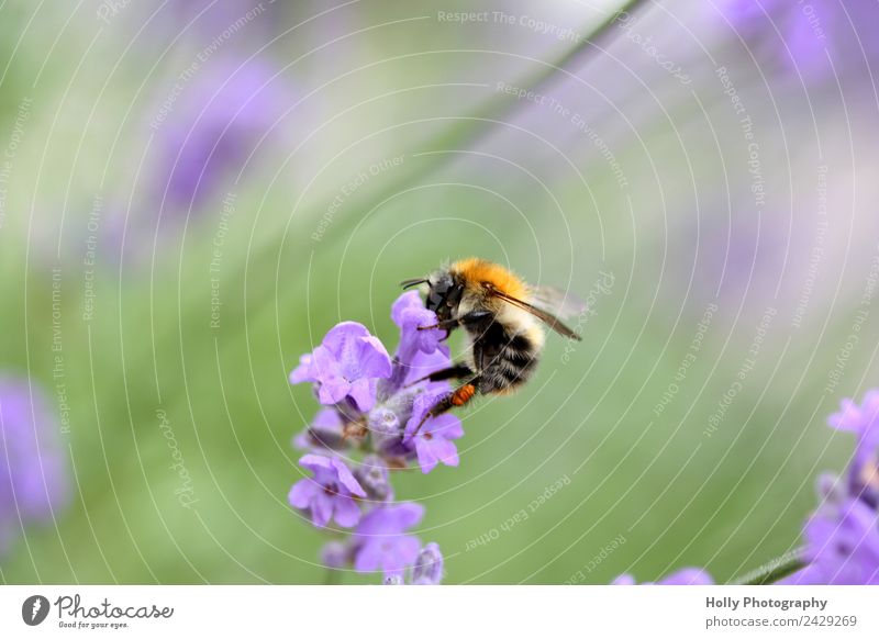 fleißige Biene Natur Tier Frühling Sommer Pflanze Blume Blüte Garten Park Wiese Feld Wildtier Arbeit & Erwerbstätigkeit beobachten Bewegung Blühend Duft