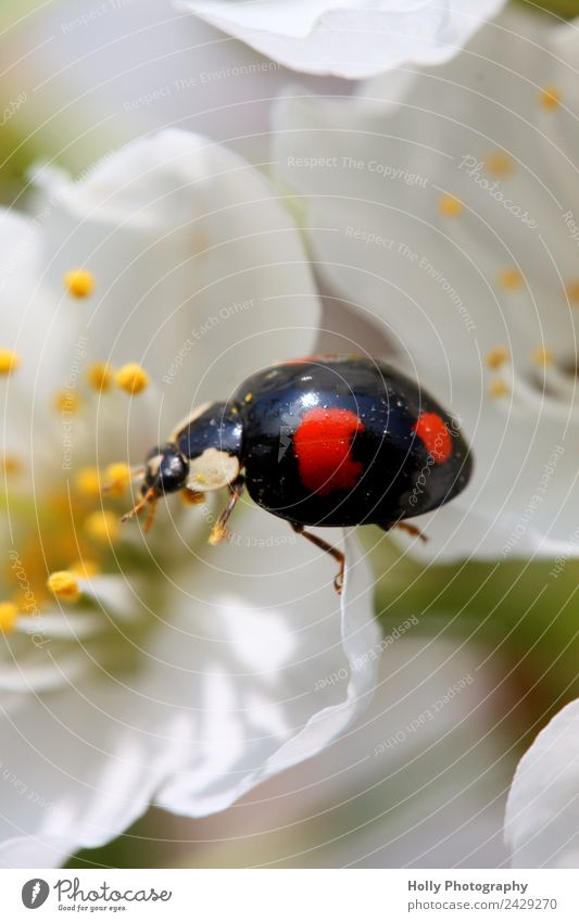 Marienkäfer auf Erkundungstour Umwelt Natur Pflanze Tier Käfer 1 klein winzig Punkte Blüte Kirschblüte krabbeln Glück Frühling Frühlingsgefühle lieblich schwarz