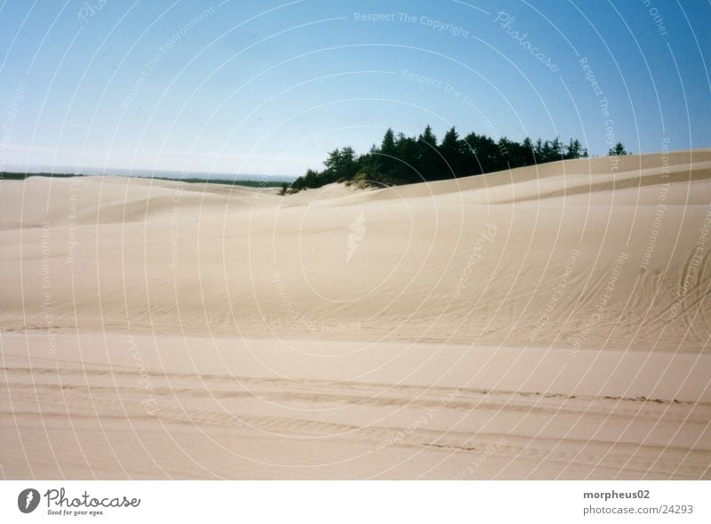 Wüste II Strand Wald Stranddüne Sand