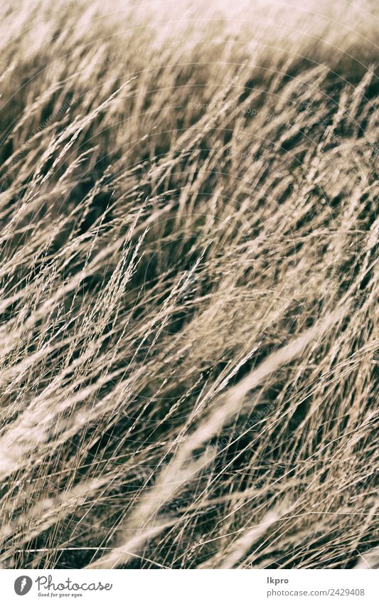 grasähnliches Herbstkonzept Sommer Garten Tapete Umwelt Natur Landschaft Pflanze Wind Gras Blatt Wiese hell natürlich braun gelb gold grün weiß Tod Konsistenz