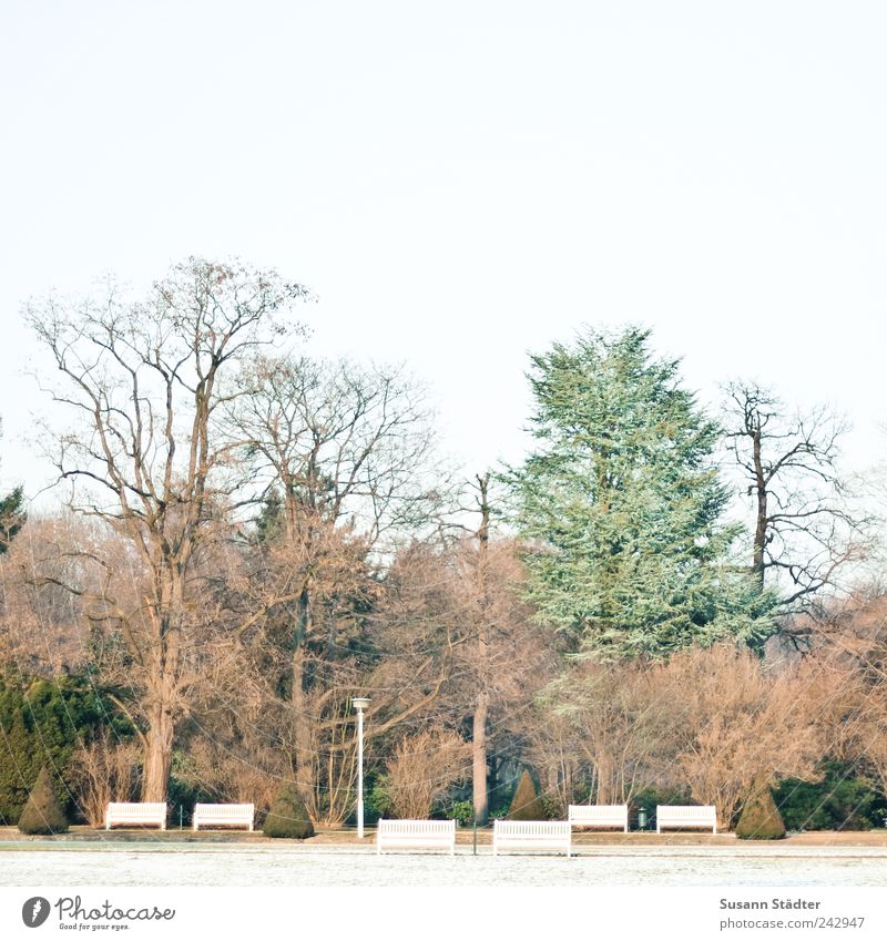 Großer Garten Herbst Schönes Wetter Eis Frost Park Wiese trist Ordnung Parkbank Baum kahl Laterne Dresden Aufenthalt Kurpark mehrfarbig schneereste Raureif