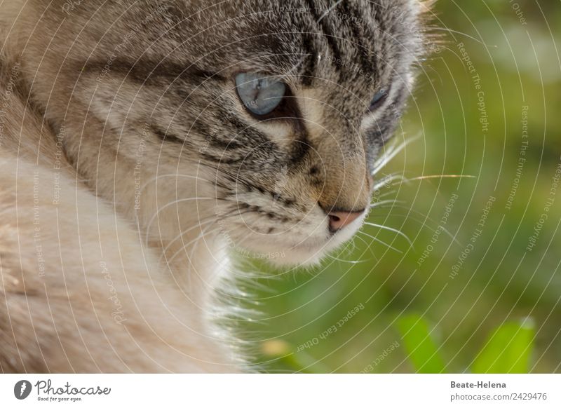 Vor dem Katzensprung elegant Umwelt Natur Sonnenlicht Sommer Gras Haustier Tiergesicht Fell beobachten hocken warten ästhetisch Neugier schön blau grün Stimmung