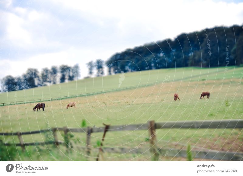 Auf dem Feld. harmonisch Landwirtschaft Forstwirtschaft Landschaft Himmel Sommer Wiese Wald Menschenleer Tier Haustier Pferd 4 Tierfamilie Schranke Holz Gras