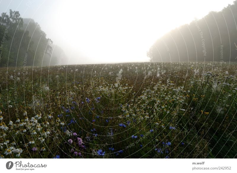 Sommermorgen Natur Landschaft Pflanze Sonnenlicht Wetter Nebel Blume Blüte Nutzpflanze Wildpflanze Kornblume Kamille Feld Wald gelb grün weiß Stimmung Horizont