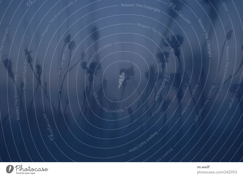 Sommerabend Natur Pflanze Himmel Sonnenaufgang Sonnenuntergang Blume Blüte Wildpflanze Kornblume Feld blau Stimmung Bewegung Jahreszeiten Dämmerung