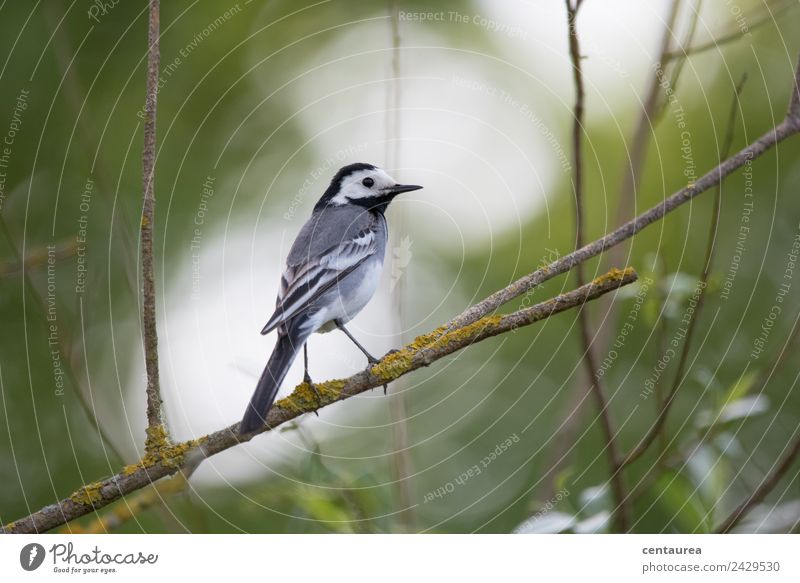 Vogel auf einem Zweig 3 Natur Tier Frühling Baum Sträucher Garten Park Wildtier Flügel Krallen 1 stehen Tierliebe Bachstelze Farbfoto Außenaufnahme