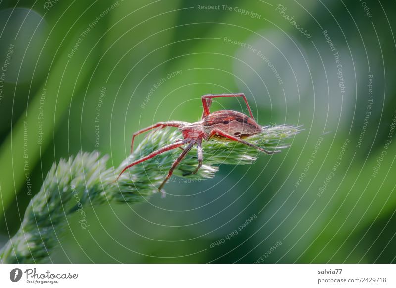 auf der Lauer Natur Pflanze Tier Frühling Sommer Gras Blatt Blüte Knaulgras Wiese Wildtier Spinne Wolfsspinne 1 Jagd bedrohlich listig grün planen lau warten