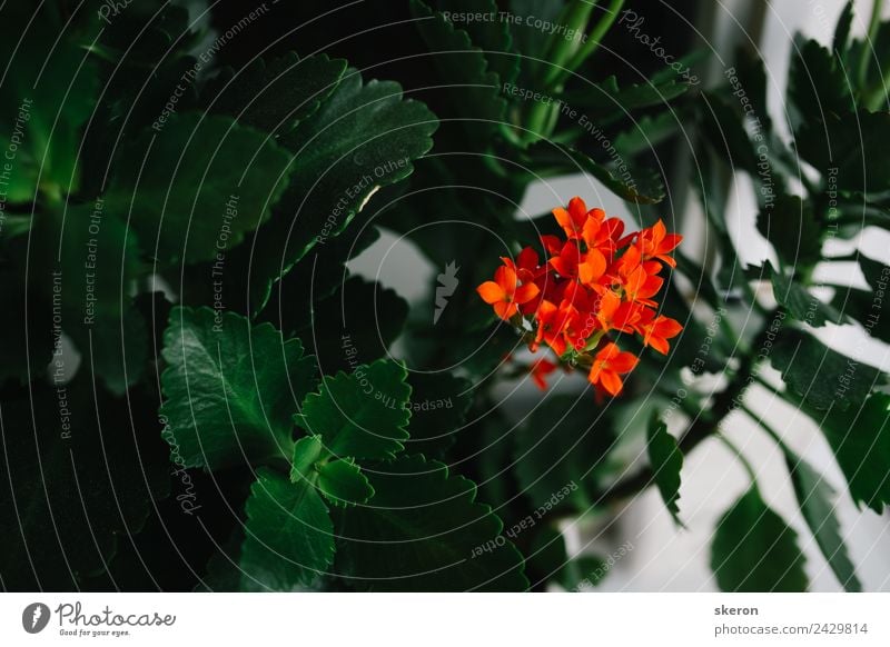 die Pflanze auf der Fensterbank des Hauses: Geranienblume Umwelt Natur Landschaft Urelemente Frühling Sommer Wetter Schönes Wetter Blume Gras Blatt Blüte